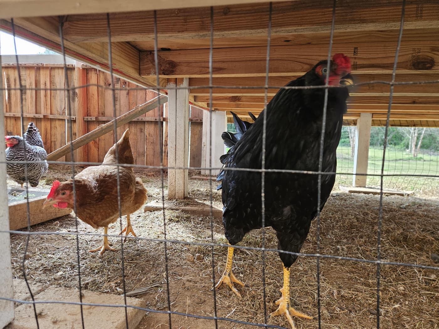 A black rooster and hens looking through the coop fence