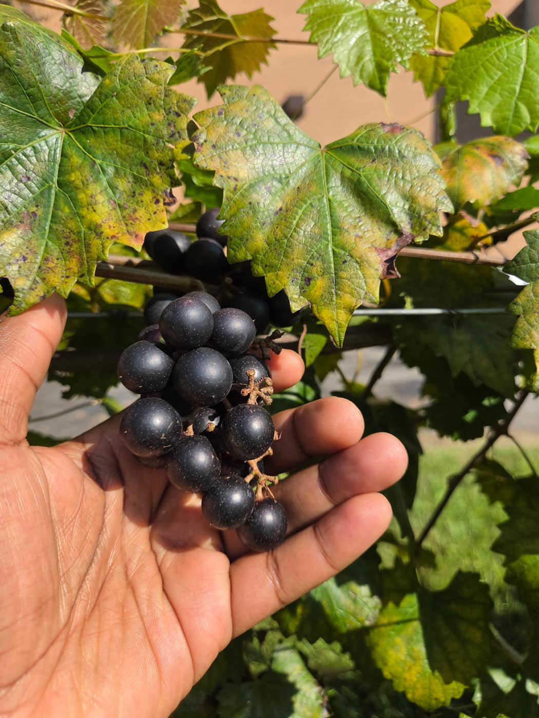 A hand holding a cluster of dark grapes on the vine