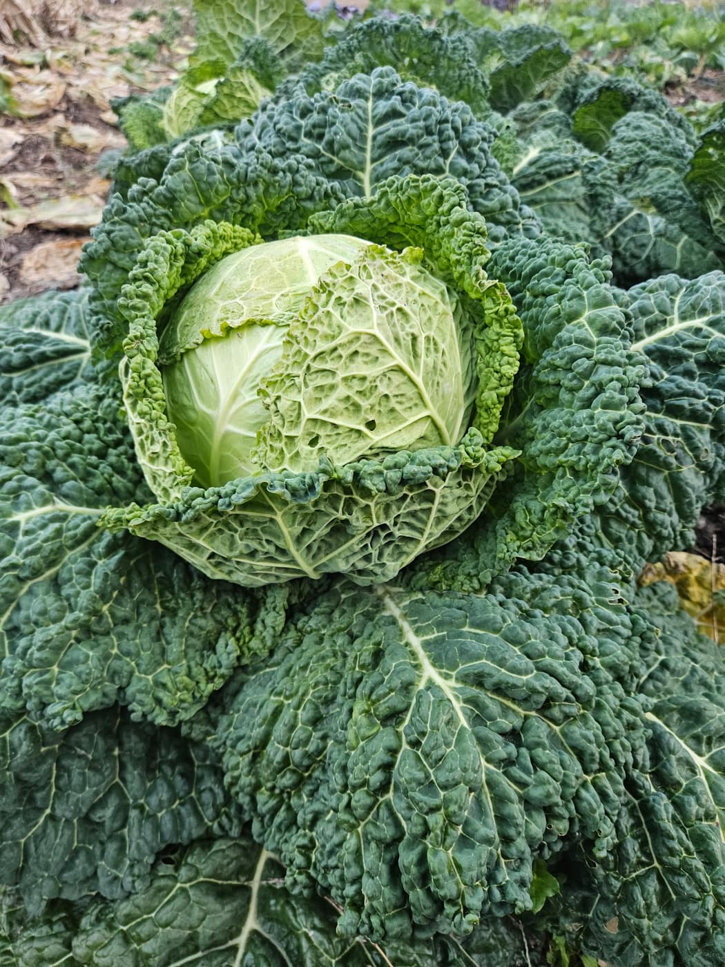 A savoy cabbage head wrapped in its crinkled outer leaves